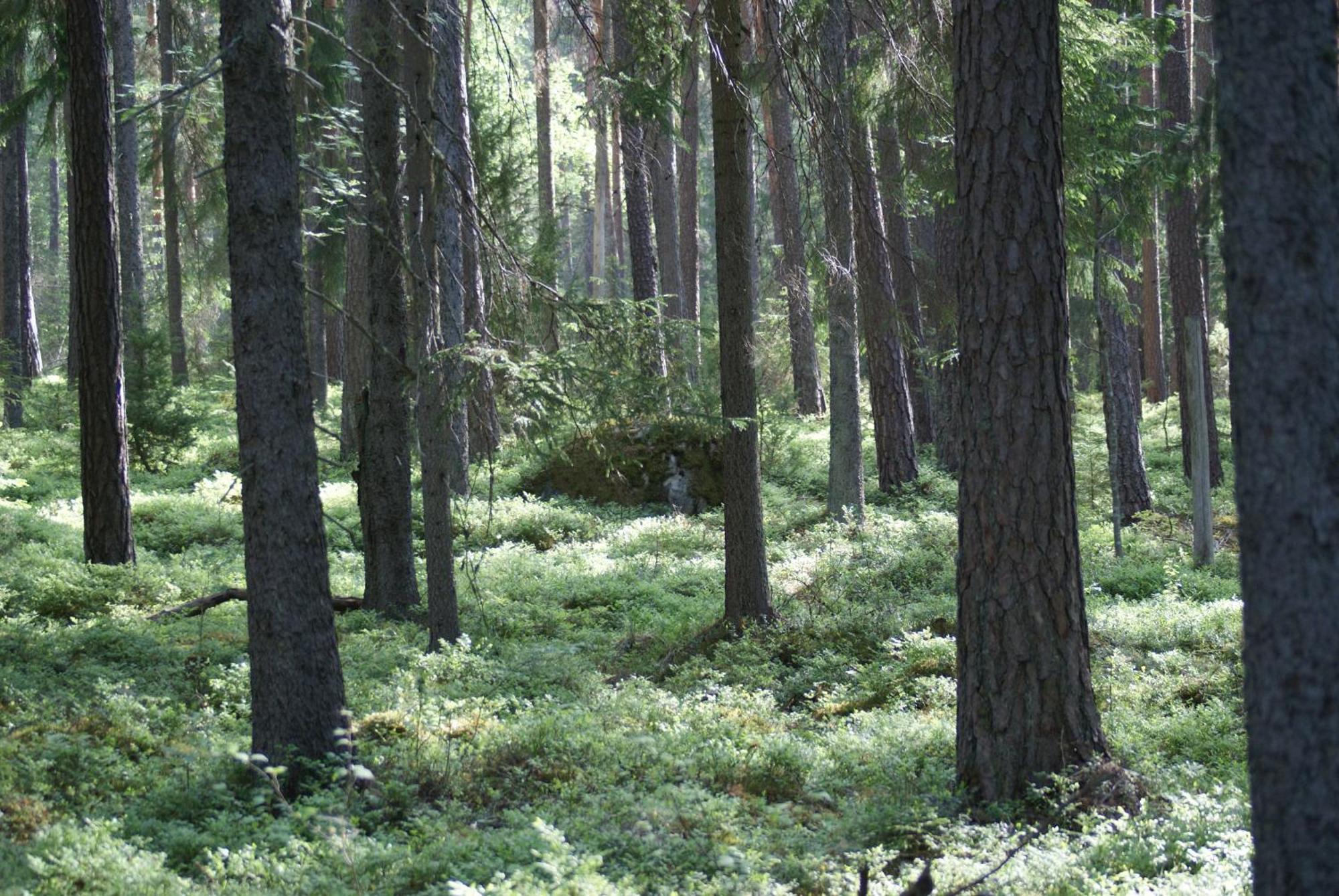 Froeya Timber Cottage 阿尔维卡 外观 照片